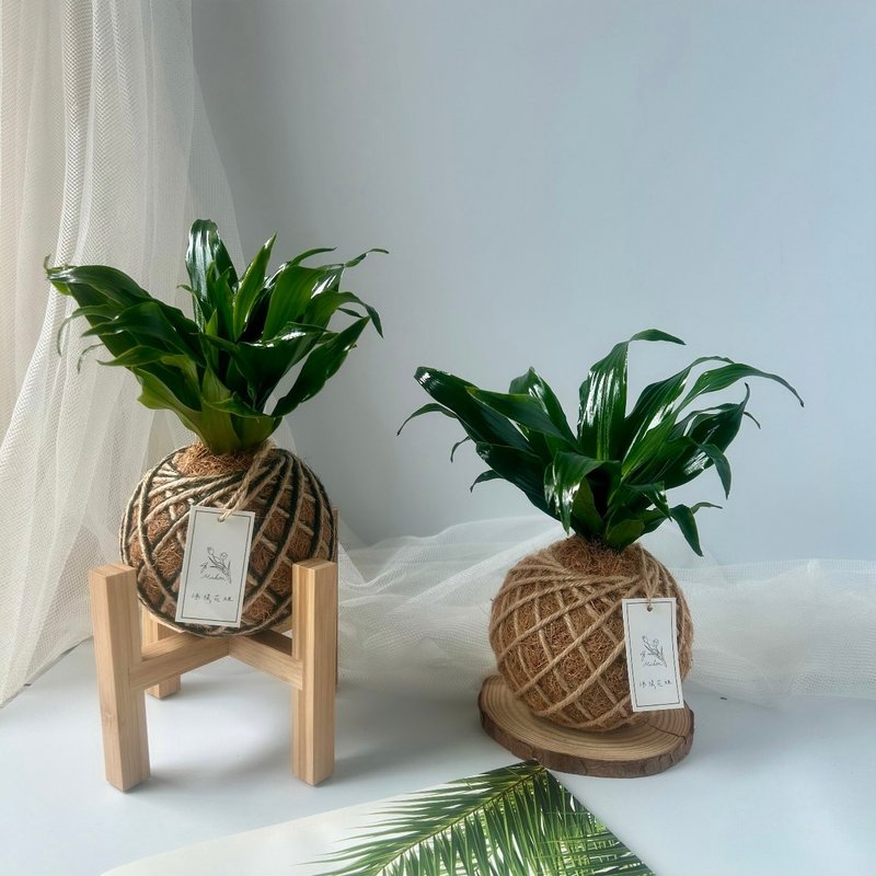 小苔球 阿波羅 室內植栽 淨化空氣 - 盆栽/植栽 - 植物．花 