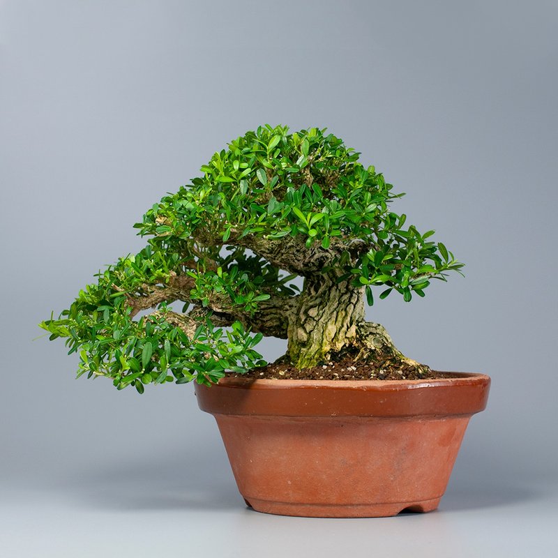 【空間擺設】精品盆栽 送禮推薦 展覽級盆景 - 盆栽/植栽 - 植物．花 