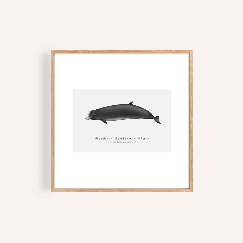 北瓶鼻鯨 Northern Bottlenose Whale / 海洋動物插畫掛畫 - 海報/掛畫/掛布 - 紙 