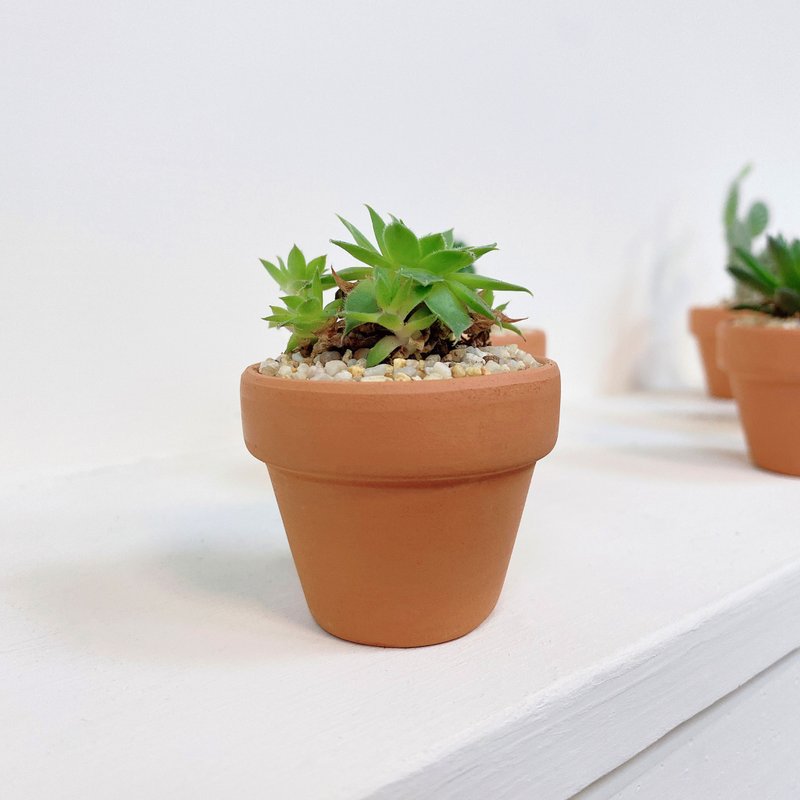 │小陶盆植栽│ 捲絹 - 盆栽/植栽 - 植物．花 綠色