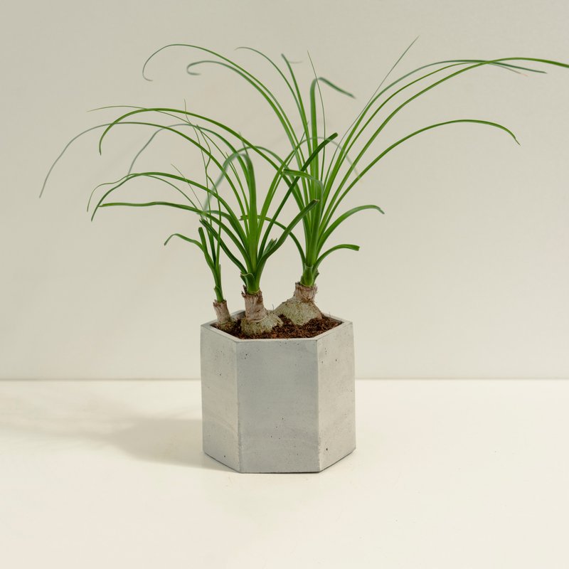 酒瓶蘭│泥作系列│福所栽 - 盆栽/植栽 - 水泥 綠色