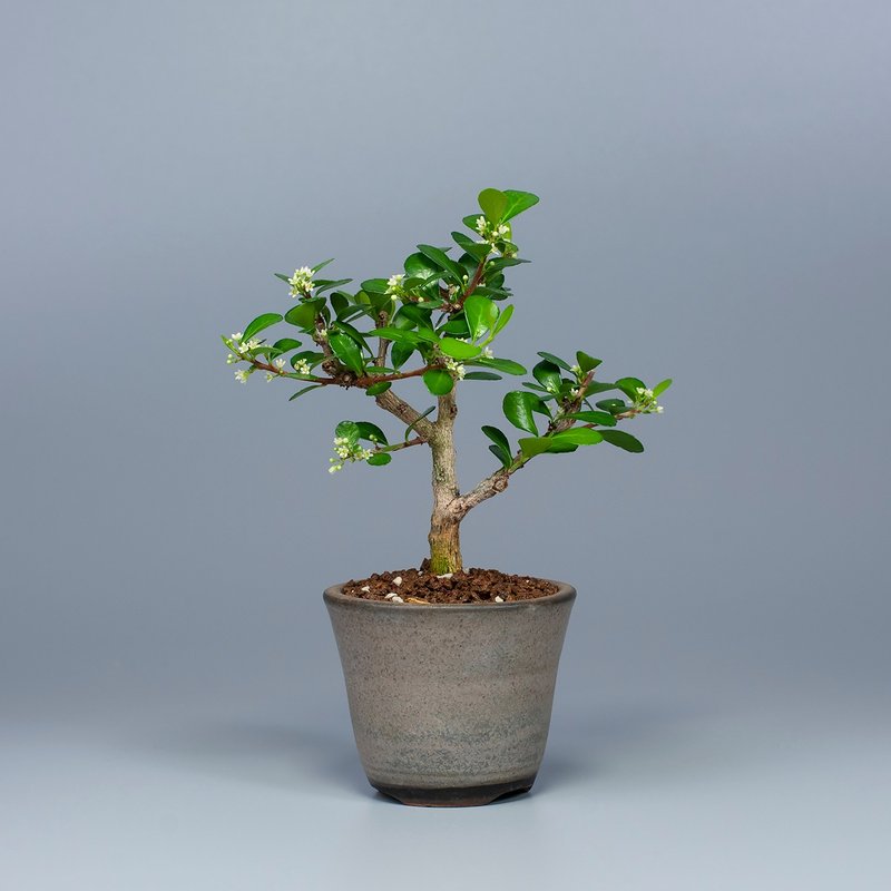 【花果植物】送禮推薦 迷你盆栽 辦公室植栽 - 盆栽/植栽 - 植物．花 