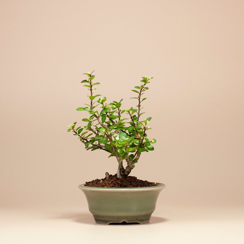 【花果植物】送禮推薦 迷你盆栽 辦公室植栽 - 盆栽/植栽 - 植物．花 