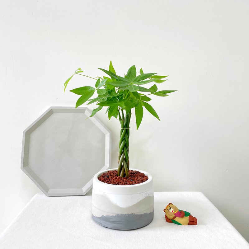 Malabar Chestnut•Early Morning Clouds Plump Cement Potted Indoor Potted Indoor Plants - ตกแต่งต้นไม้ - ปูน สีดำ