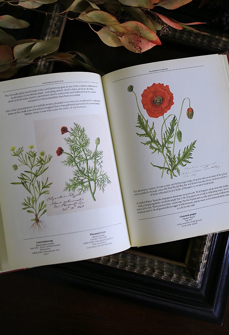 [In stock] Popular old books / 19th Victorian manuscript flowers / Old vintage books / - หนังสือซีน - กระดาษ สีทอง