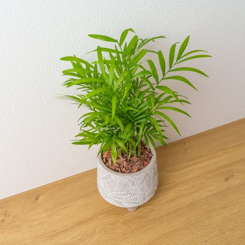 袖珍椰子 小樹葉紋 水泥盆栽 開幕送禮 喬遷禮物 植栽 盆栽 - 盆栽/植栽 - 植物．花 