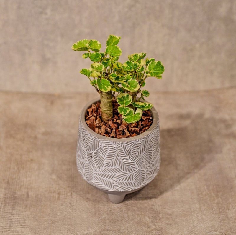 Phlox truncatula small leaf pattern Cement potted table potted plant opening gift housewarming gift - ตกแต่งต้นไม้ - พืช/ดอกไม้ 