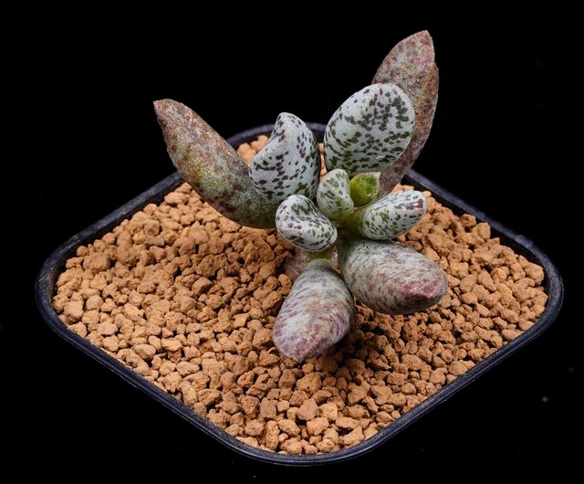 Adromischus ホワイトに楕円形の赤い斑点がある繊細な多肉植物 ショップ Bj Succulents 観葉植物 Pinkoi