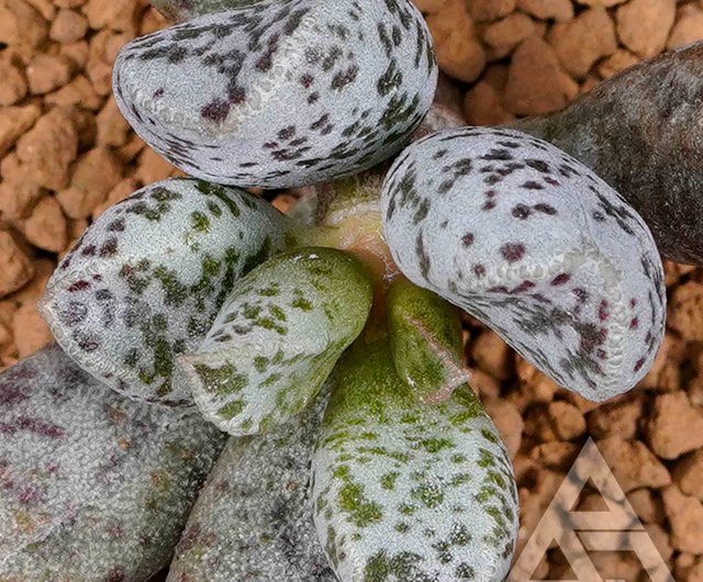 Adromischus ホワイトに楕円形の赤い斑点がある繊細な多肉植物 ショップ Bj Succulents 観葉植物 Pinkoi