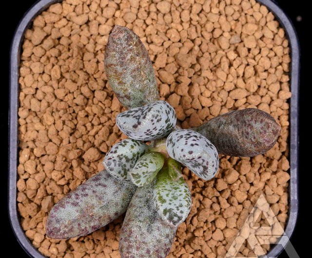 Adromischus ホワイトに楕円形の赤い斑点がある繊細な多肉植物 ショップ Bj Succulents 観葉植物 Pinkoi