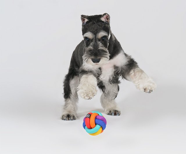 Pride month special rainbow ball dog interactive toy is