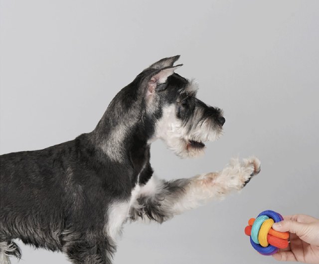 Pride month special rainbow ball dog interactive toy is