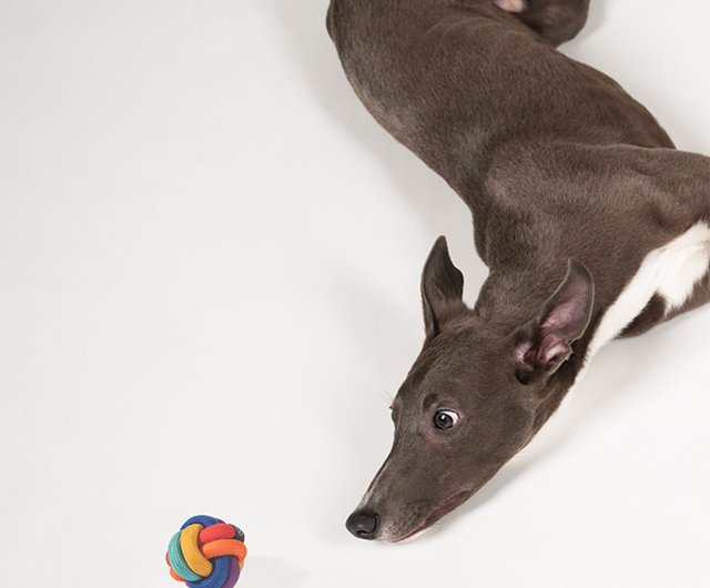 Pride month special rainbow ball dog interactive toy is