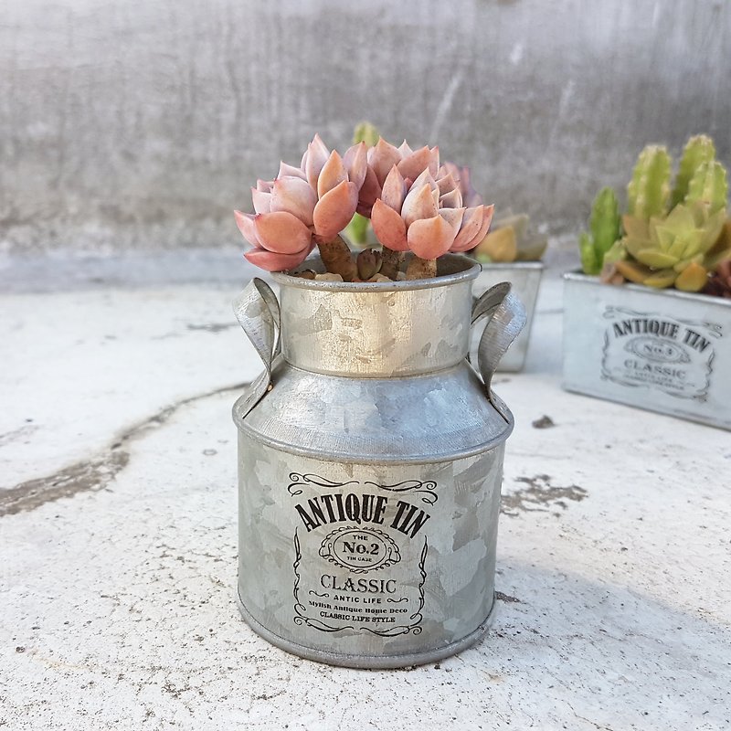Vintage tinplate milk container planting (with  succulents) - ตกแต่งต้นไม้ - พืช/ดอกไม้ สีเงิน