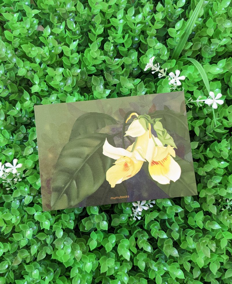 明信片 – 花卉系列 – 香港鳳仙 - 卡片/明信片 - 紙 多色