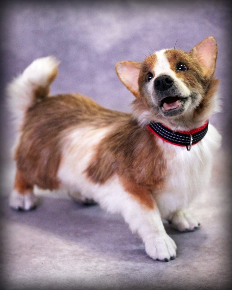 Realistic corgi plush replica, Soft sculpture, pet portrait - ตุ๊กตา - วัสดุอื่นๆ หลากหลายสี