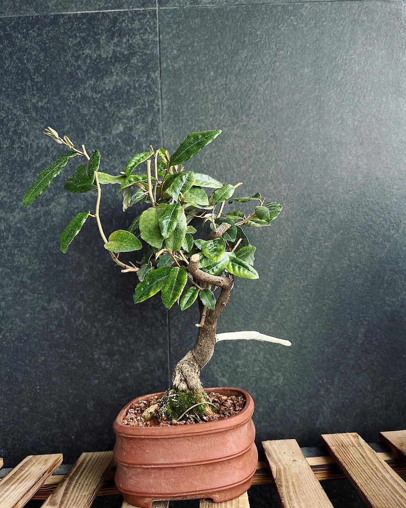 日本寒茱萸 かんぐみ Elaeagnus 胡頹子 | 盆景 植物 bonsai - 植栽/盆栽 - 植物．花 綠色