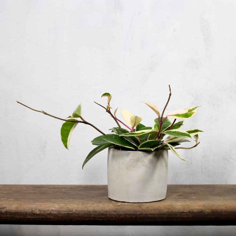 [Indoor potted plants] Variegated orchid potted plants, foliage plants, greening opening gifts, potted plants - Plants - Plants & Flowers Green