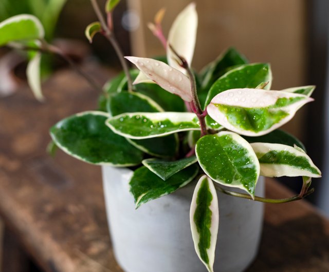 室内鉢植え】斑入り蘭鉢植え、観葉植物、緑化 開店祝い、鉢植え - ショップ oneandonlyflorist 観葉植物 - Pinkoi