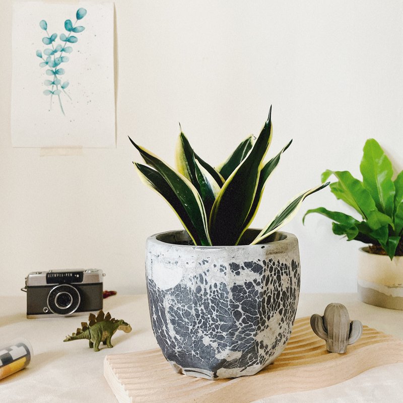 Short-leaf Vajrasana | Handmade Cement Basin - Plants - Cement 
