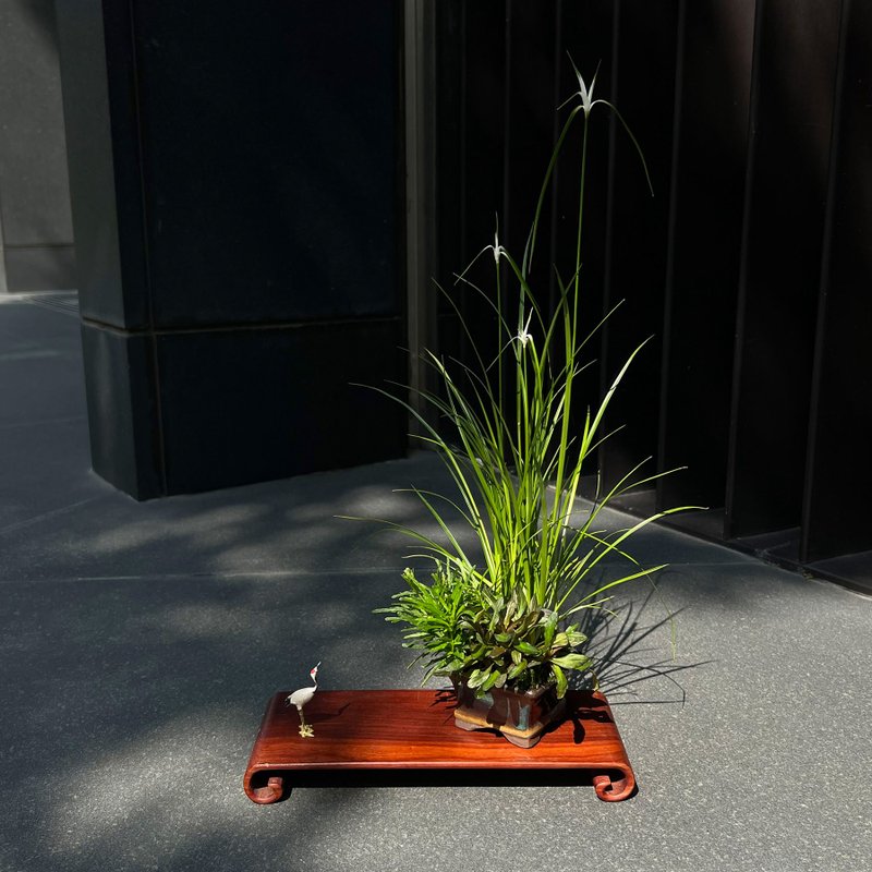 Light of Hope | Mountain Wild Grass Tea Ceremony Potted Plant in Bloom - Plants - Pottery 