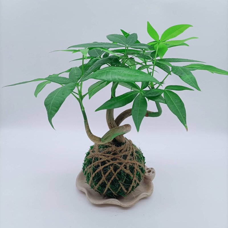 苔球植物  招財樹  馬拉巴栗  室內植物  懶人盆栽 - 植栽/盆栽 - 植物．花 