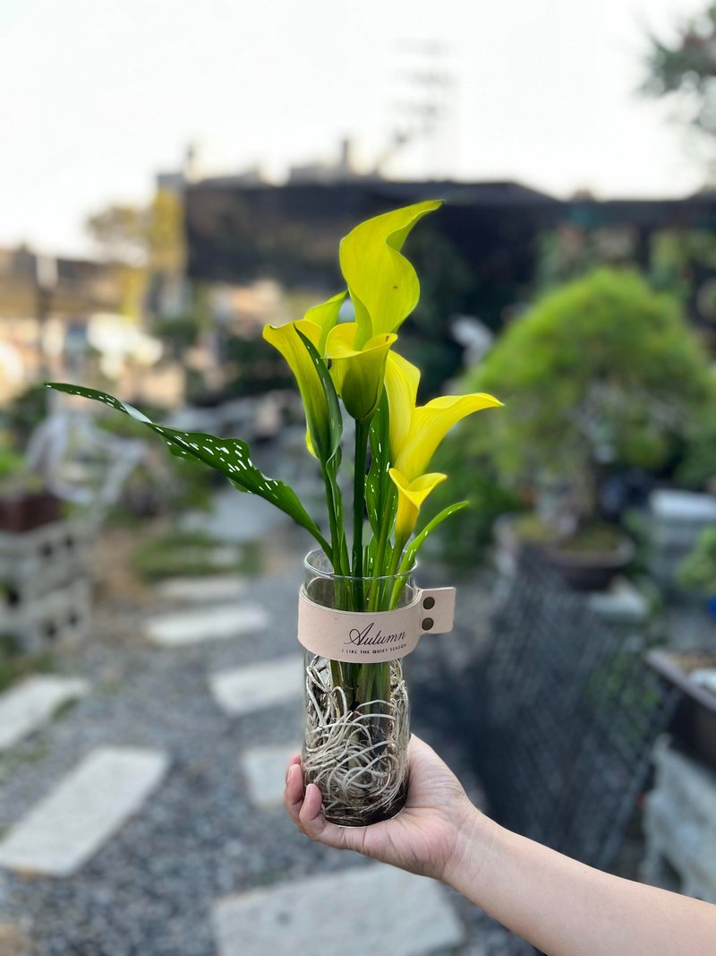 Hydroponics Planting│Winter Limited Color Alocasia_Indoor Plants Office Potted Gifts - ตกแต่งต้นไม้ - แก้ว 