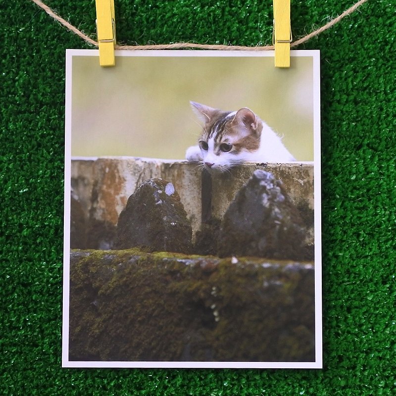 3猫屋猫写真ポストカード（写真：猫夫人）–のぞき見 - カード・はがき - 紙 