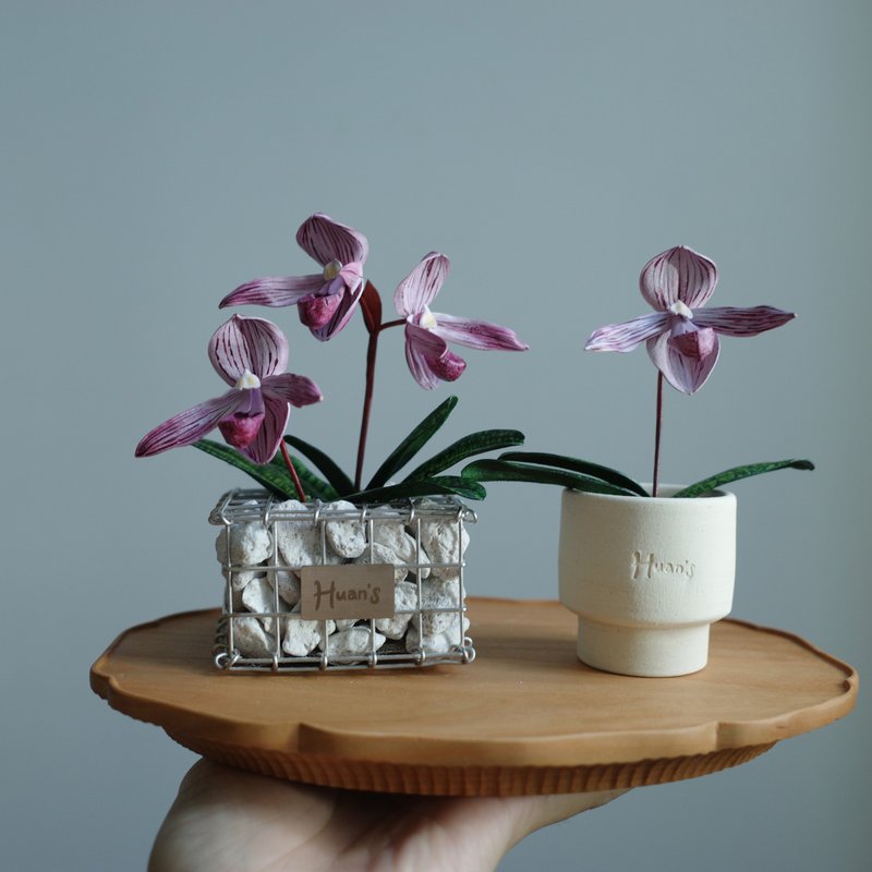 Paph. Lady Isabel x Paph. niveum 紅色皮革蘭花 - 盆栽/植栽 - 真皮 