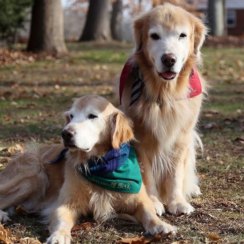 犬専用スカーフ-カスタマイズ（大型犬）-ベイビーブルー - 首輪・リード - コットン・麻 ピンク