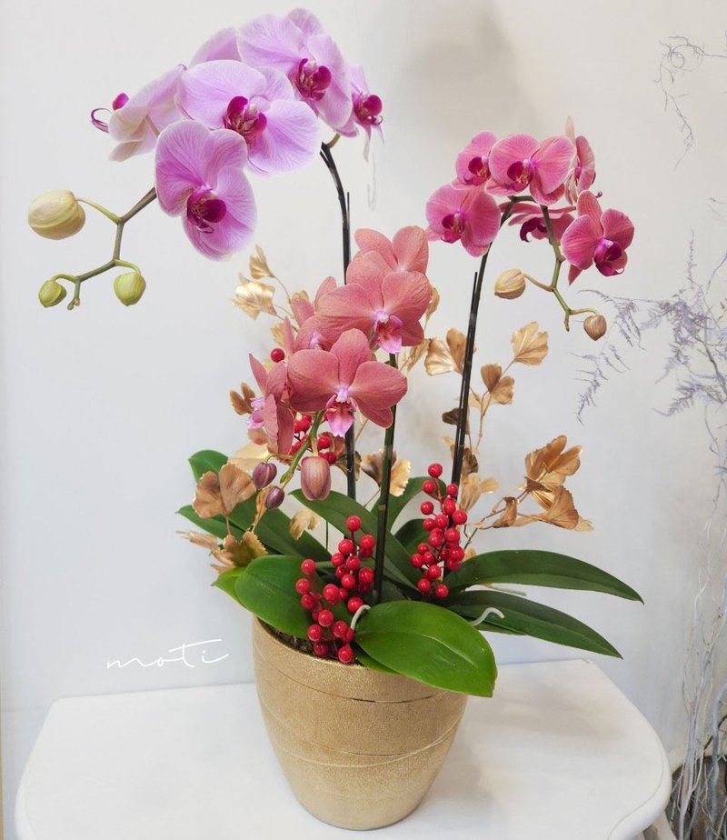 蝴蝶蘭植栽【限店面自取/雙北專送】新年送禮 開幕升遷 新居落成 - 盆栽/植栽 - 植物．花 金色
