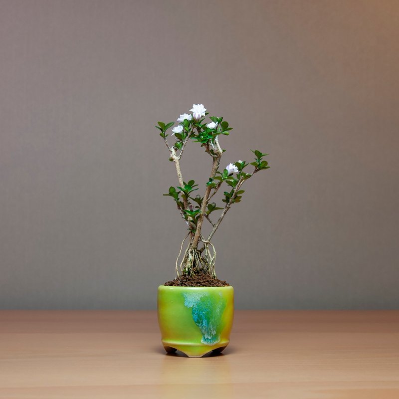 小品盆景/日本玫瑰香丁木/豆盆栽 - 盆栽/植栽 - 植物．花 