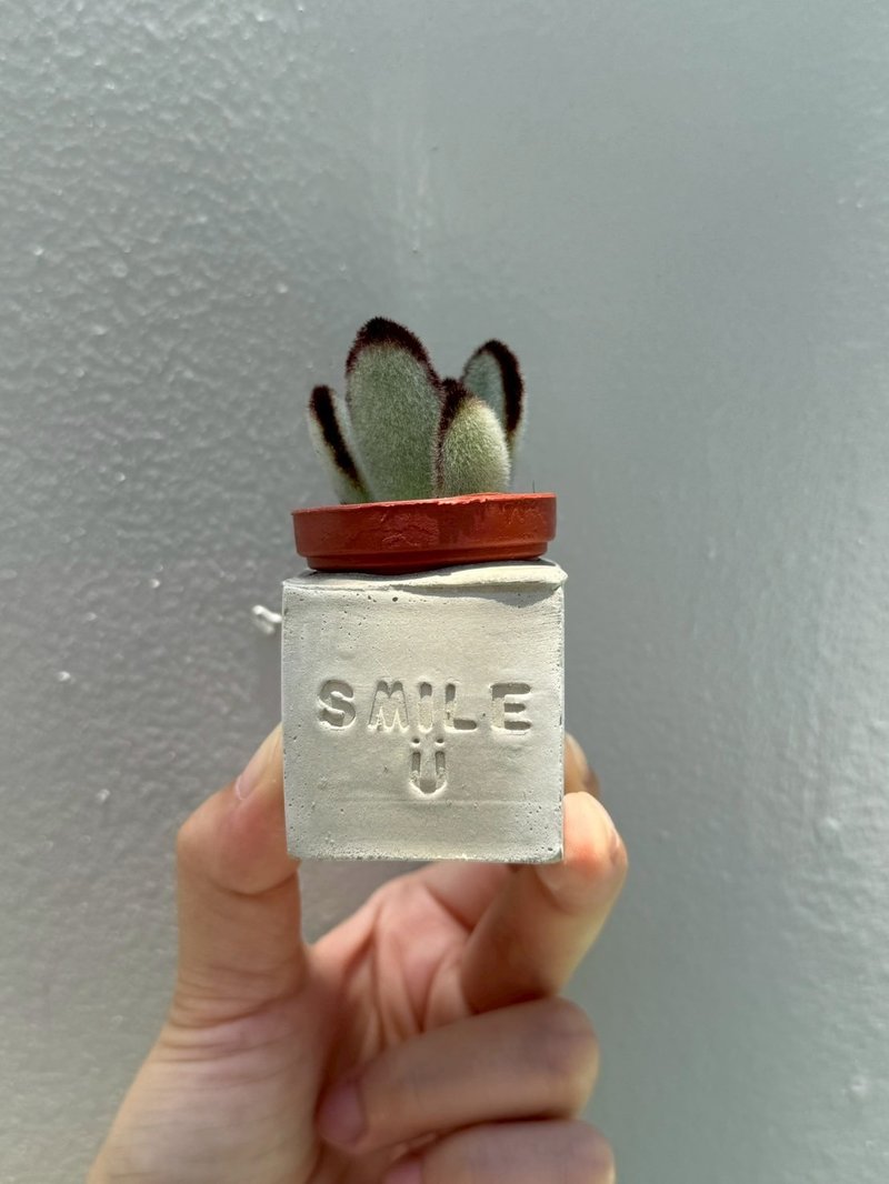 smile 笑ㄧ個 水泥磁鐵盆栽 送多肉 - 盆栽/植栽 - 水泥 灰色