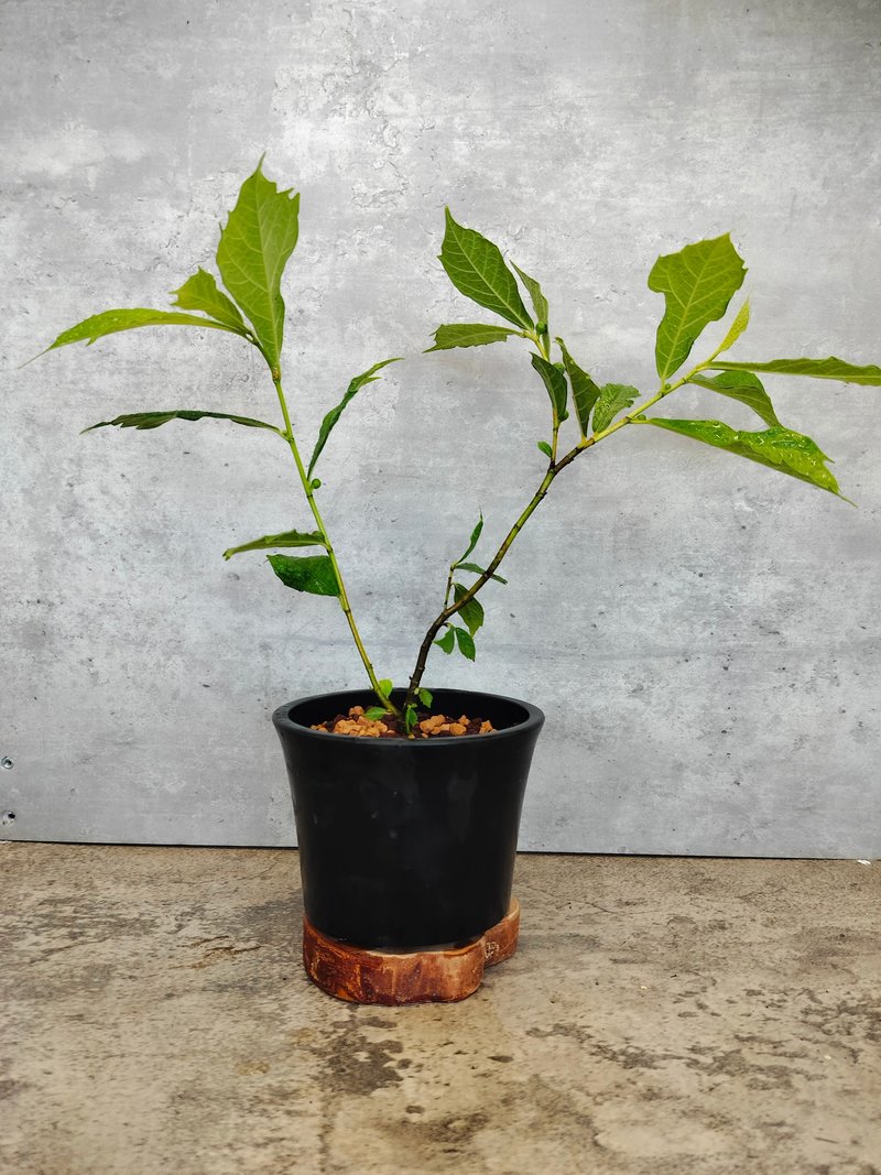 黑膠盆盆栽日本犬枇杷實生 - 植栽/盆栽 - 植物．花 