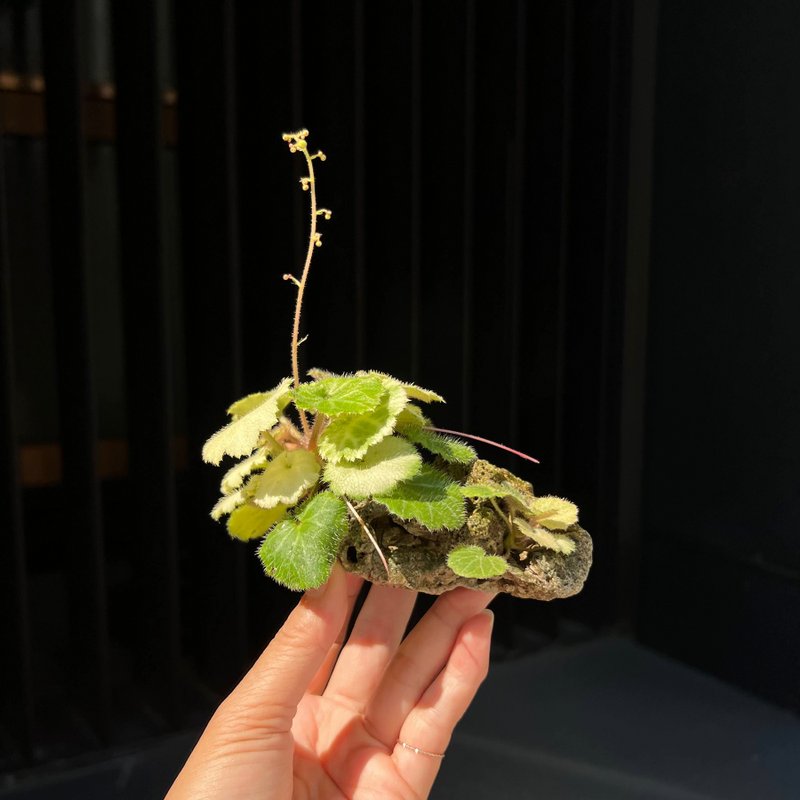 日本黃金虎耳草∣附石山野草 茶道盆栽 開花中 - 花瓶/花器 - 陶 