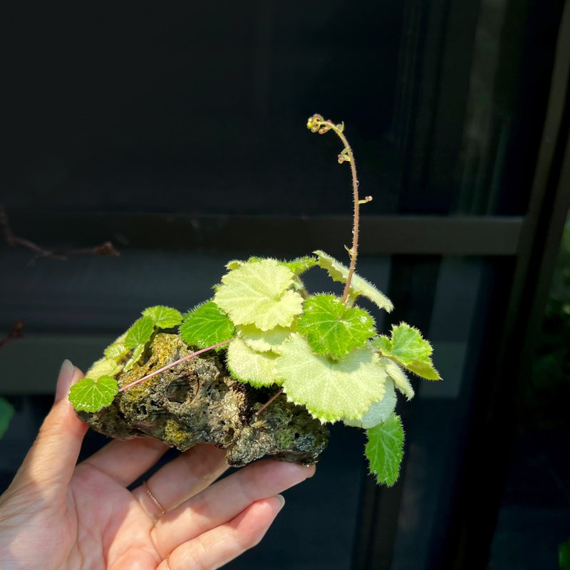 日本黃金虎耳草∣附石趣味盆栽 茶道情境 - 花瓶/花器 - 陶 
