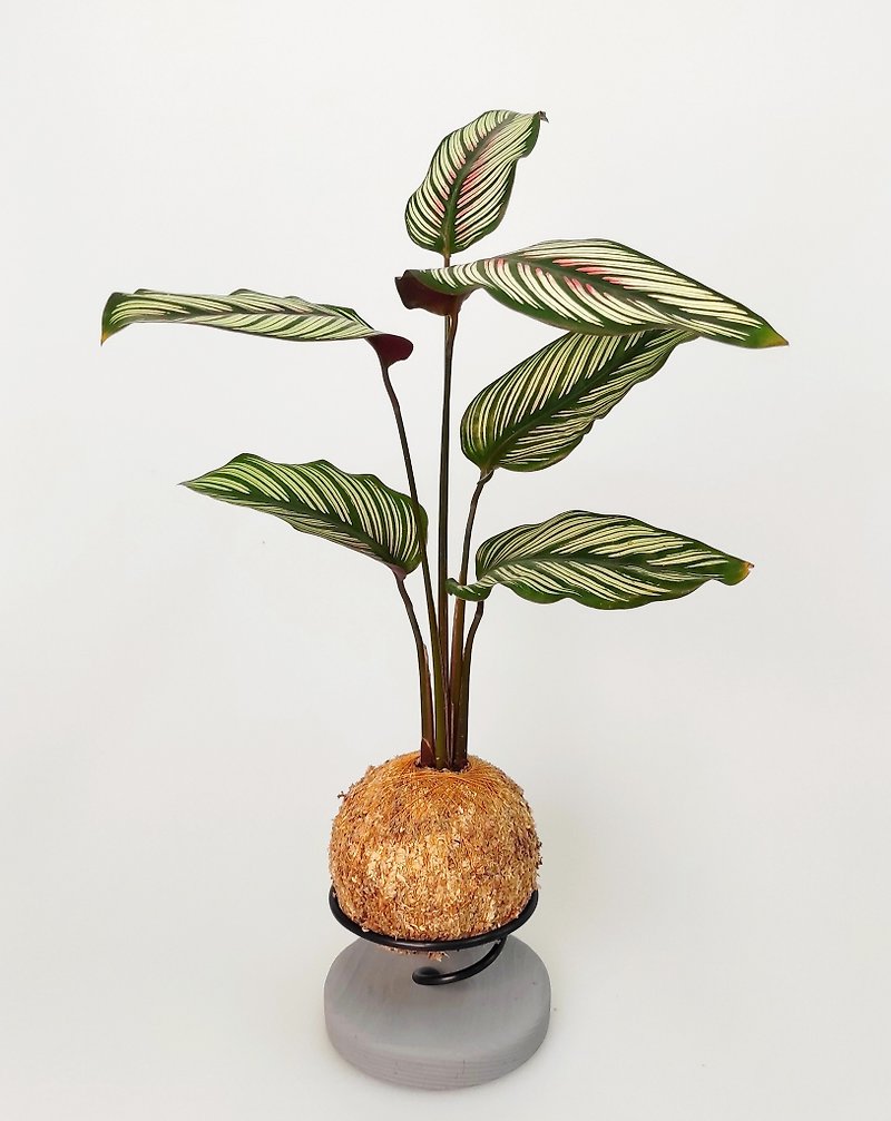 微一設計/斜紋竹芋苔球+水泥底座 - 植栽/盆栽 - 植物．花 綠色