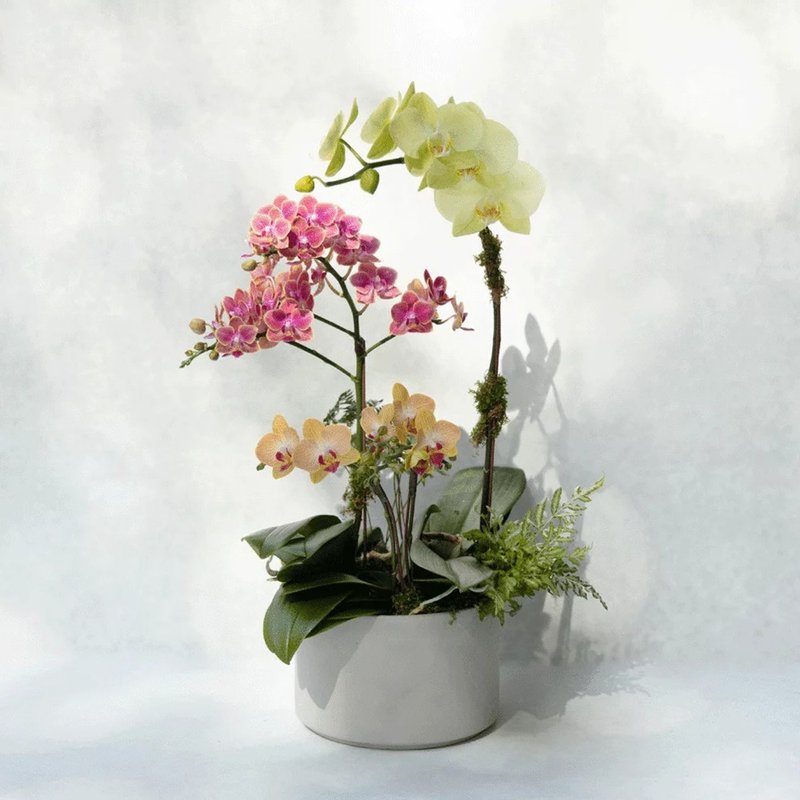 Ensemble Phalaenopsis Planting - ตกแต่งต้นไม้ - พืช/ดอกไม้ ขาว