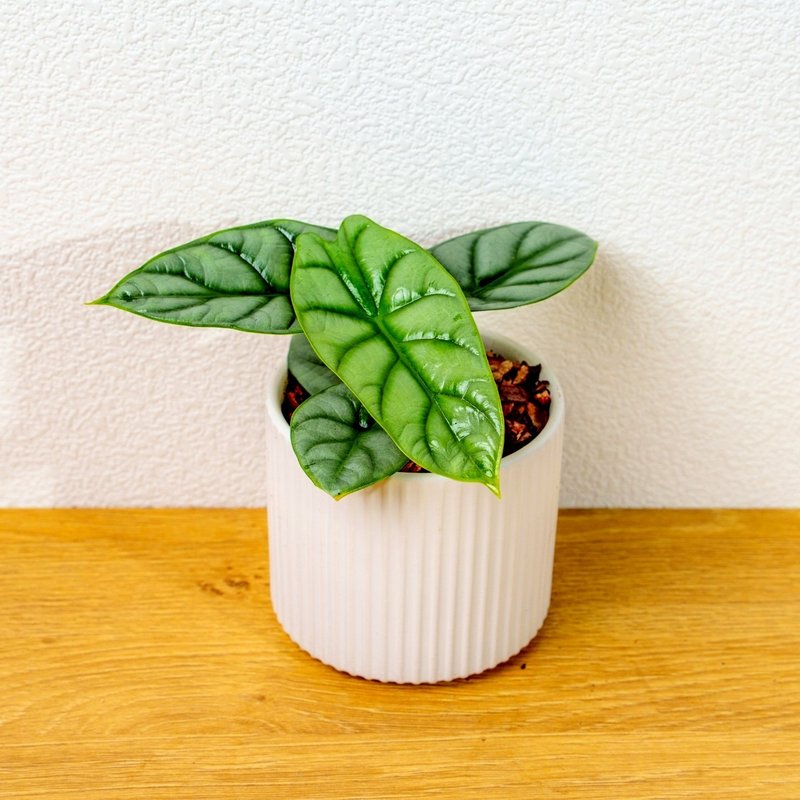 銀龍觀音蓮 莫蘭迪色系直紋陶盆 室內植物 觀葉植物 禮物 盆栽 - 盆栽/植栽 - 植物．花 白色