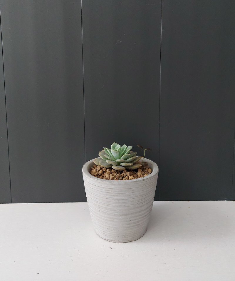 寓藝空間。療癒多肉植物組合包 - 盆栽/植栽 - 植物．花 綠色