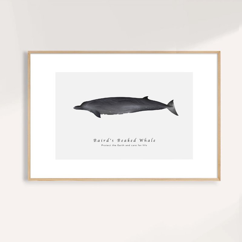 貝氏喙鯨 Baird's Beaked Whale /海洋動物插畫掛畫/藝術無框輸出 - 海報/掛畫/掛布 - 紙 