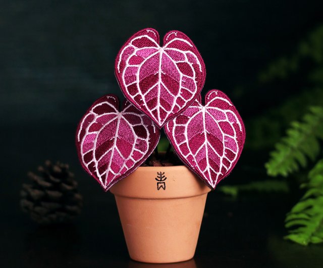 Anthurium Red Crystallinum 観葉植物 - 刺繍の入った鉢植え