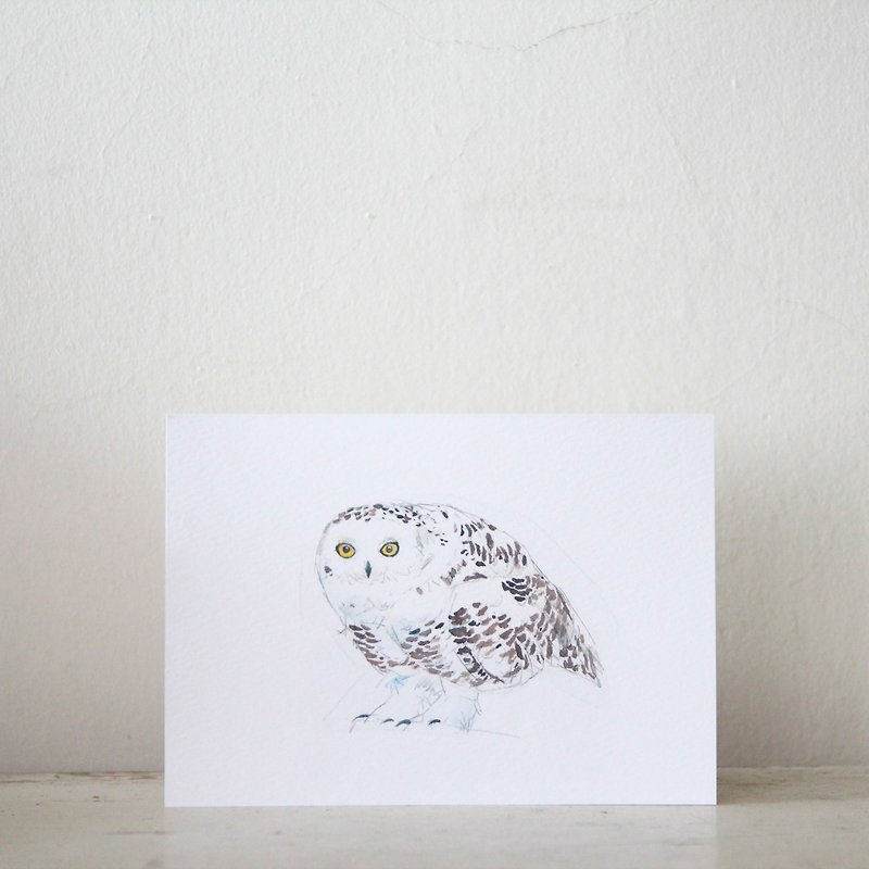 <Snowy Owl> Birds Postcard # 2 - Cards & Postcards - Paper 