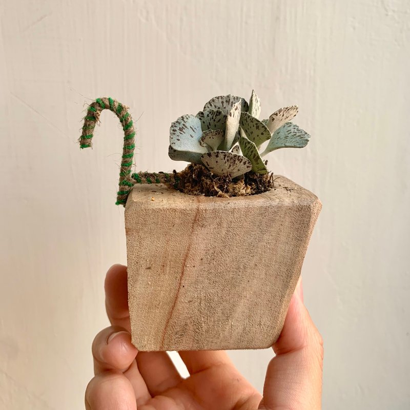 手工木作設計 盆栽擺飾 多肉植物 巧克力脆片 雀扇 - 盆栽/植栽 - 木頭 