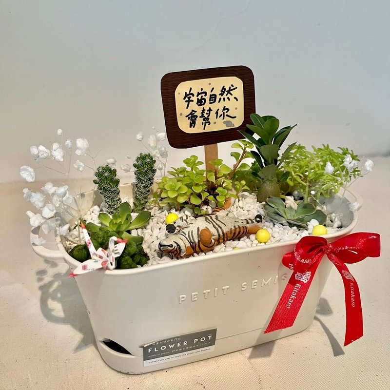 Tiger Japanese simple opening gift succulent potted succulent plant micro landscape landscape dry landscape - Plants - Plants & Flowers Green