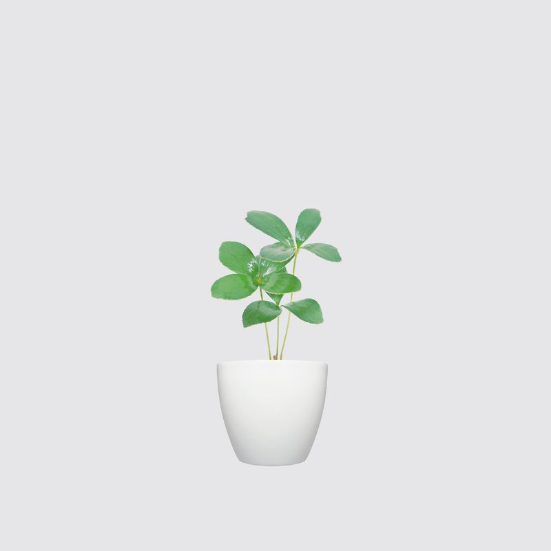 │ Xianli Series│ Lucky Tieshu-Gift-giving plant auto-replenishing hydroponic potted plant - ตกแต่งต้นไม้ - พลาสติก ขาว