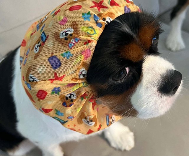 Cavalier king charles dog clothes best sale