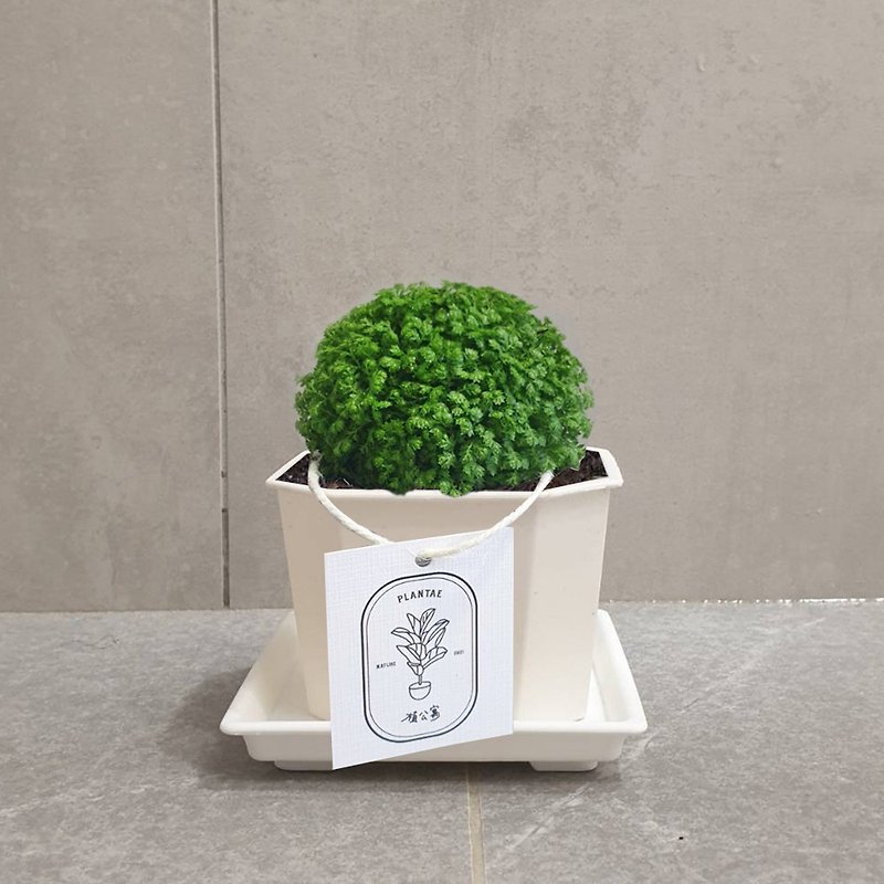 Plant Round Selaginella Indoor Pot - ตกแต่งต้นไม้ - พลาสติก สีเขียว