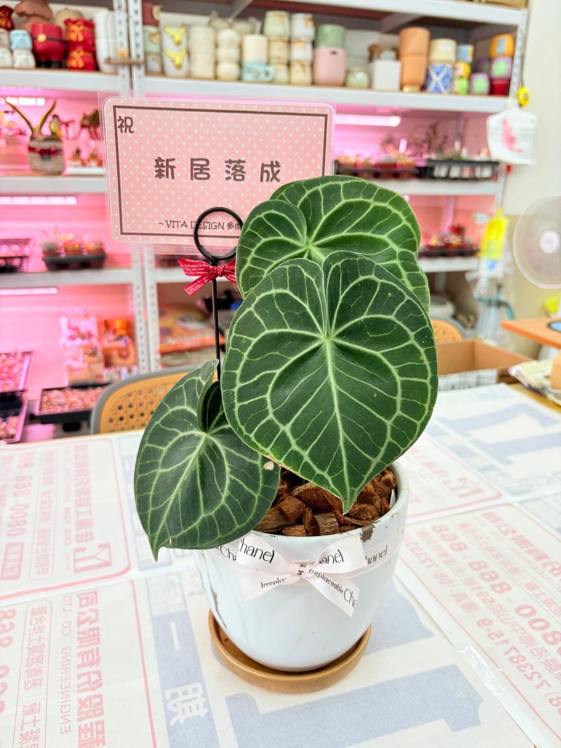 圓葉花燭 文青網美最愛 觀葉植物 喬遷誌慶 新居落成 - 植栽/盆栽 - 水泥 銀色