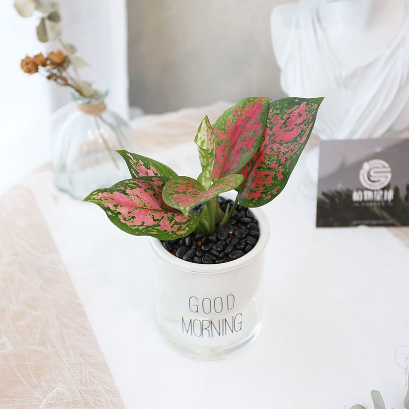 PD168 Colorful leaf grass water-absorbing potted plant/indoor plant/lazy plant/environmental greening/home decoration - ตกแต่งต้นไม้ - พืช/ดอกไม้ 